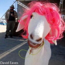 Frank the Goat