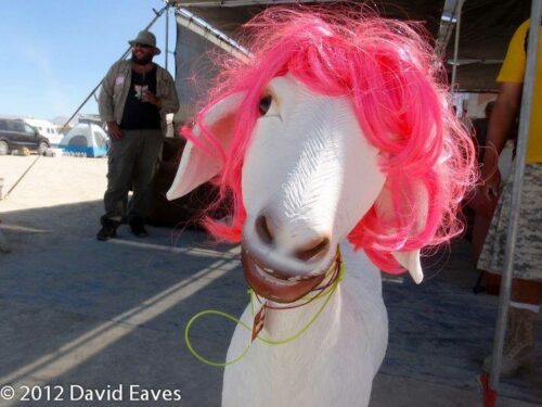 Frank the Goat Frank the Goat