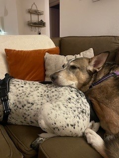pups for good luck pups for good luck