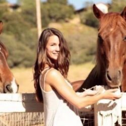 horses